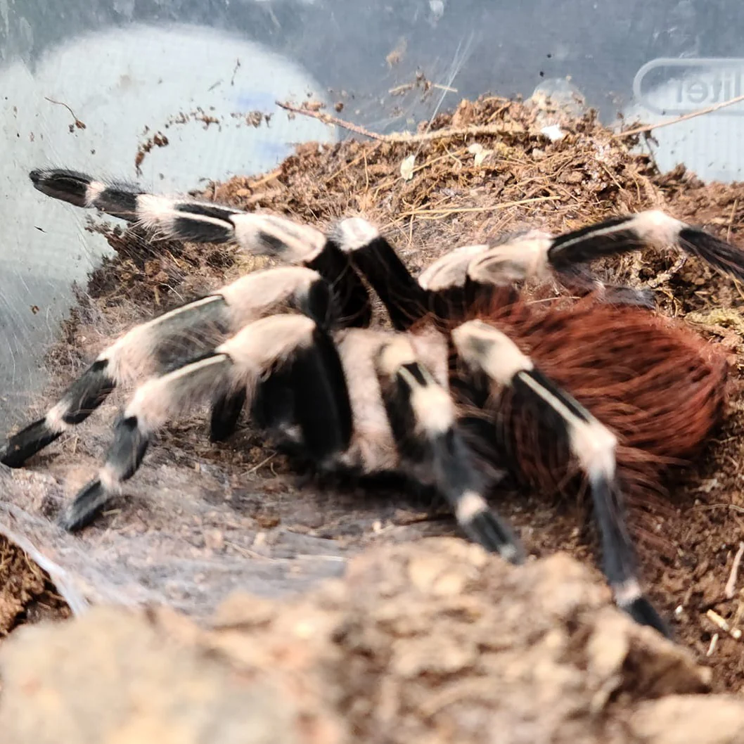 Vitalius chromatus (Brazilian Red & White)