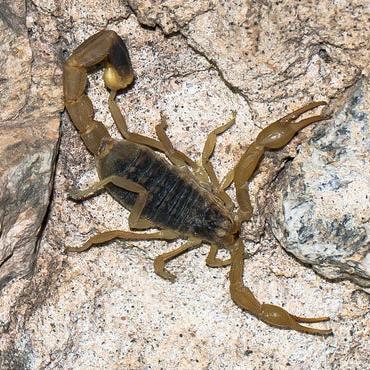 Oliverius martensii (Chinese Scorpion)