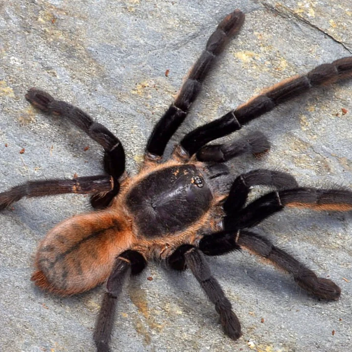 Ornithoctonus aureotibialis (Thai Golden Fringe)