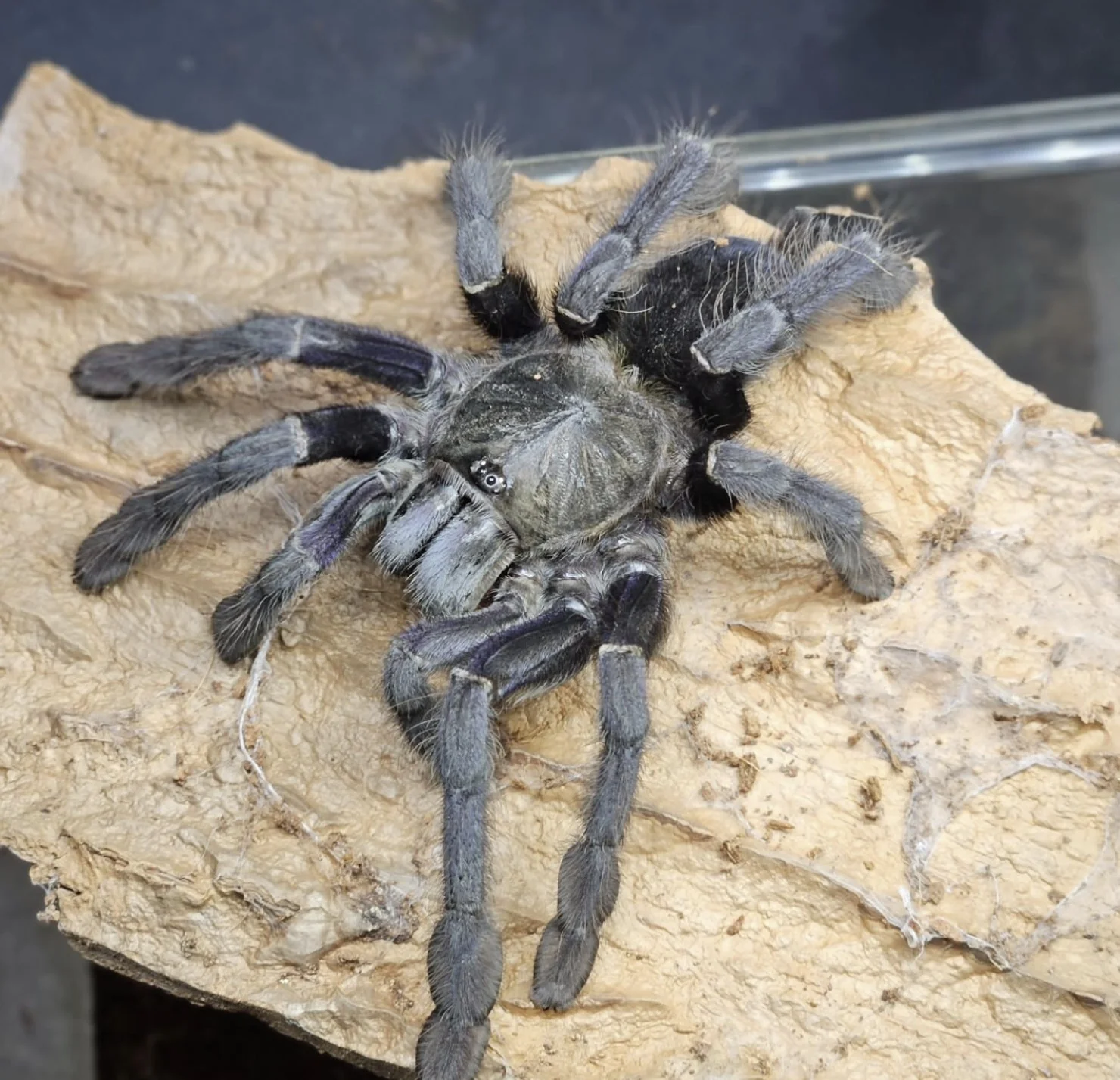 Ornithoctoninae sp 'Charcoal' (Buton Island Black) 1"