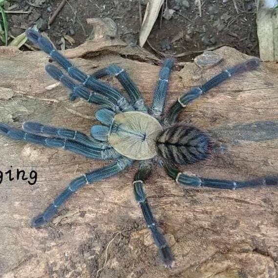 Ornithoctoninae sp 'Haribon' (Phillipine Eagle Tarantula) 0.5"