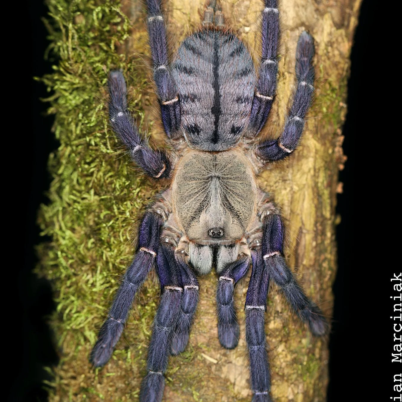 Ornithoctoninae sp 'Phan Cay Blue' (Phan Cay Tiger) 4" FEMALE