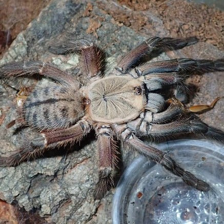 Ornithoctoninae sp 'Phan Cay Red' (Red Tiger)