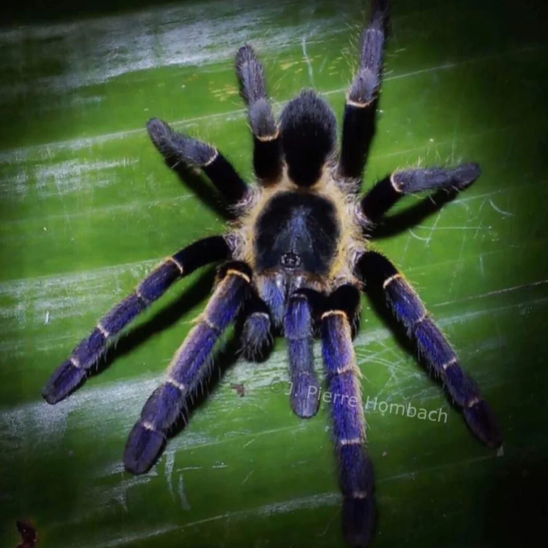 Ornithoctoninae sp 'Ranong Blue' (Ranong Blue Earth Tiger)