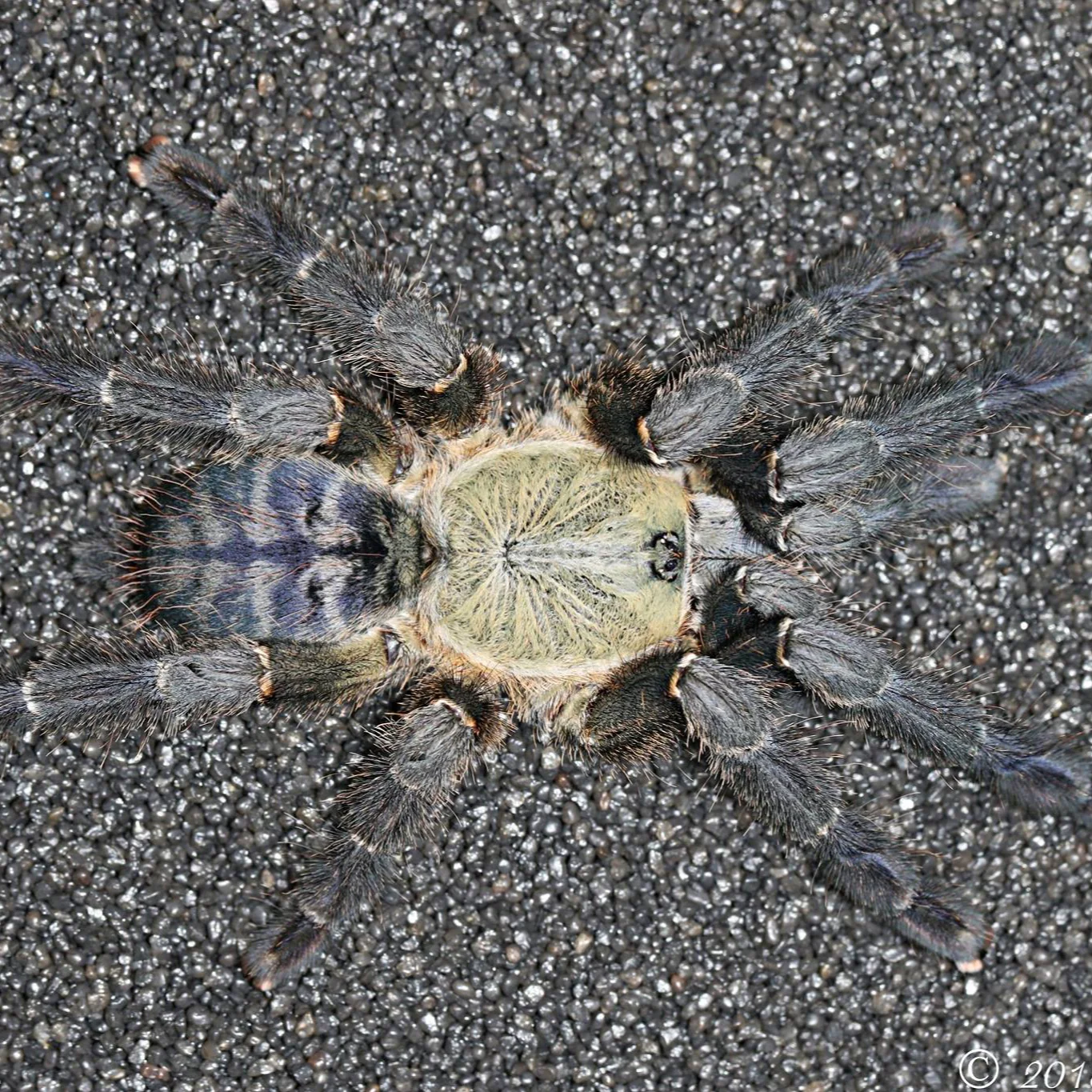Ornithoctoninae sp 'South Cotabato' 4" FEMALE