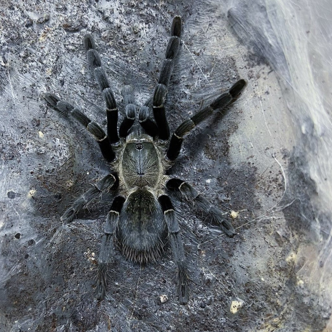 Ornithoctonus costalis (Silver Grey Earth Tiger) 0.5"