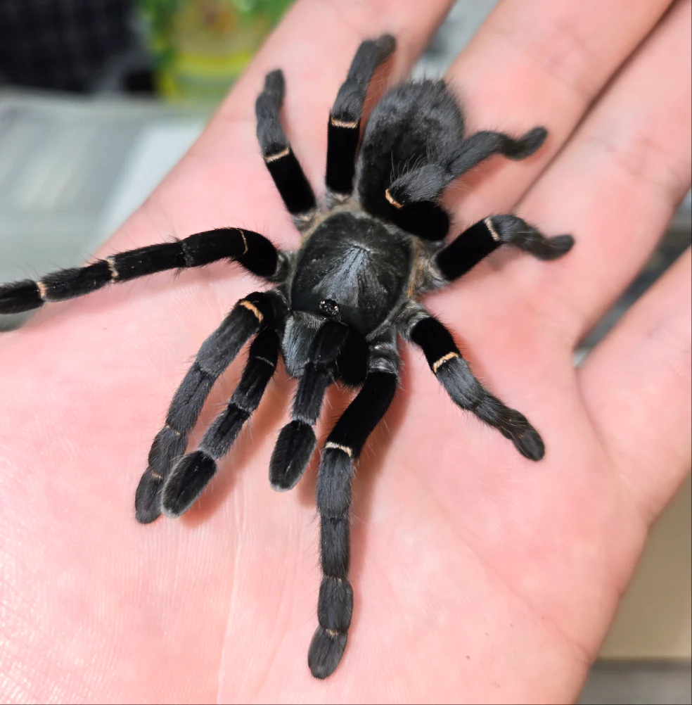 Ornithoctonus sp 'Uthai Thani'