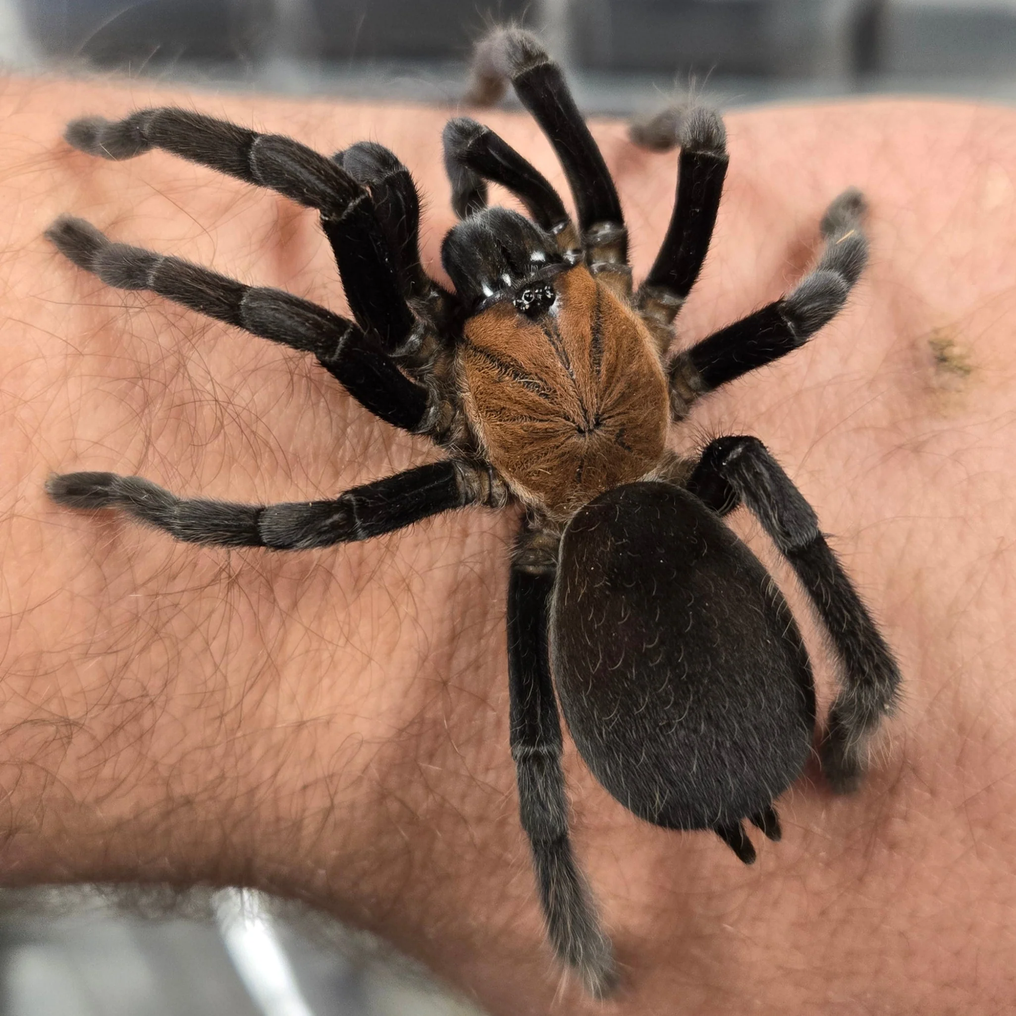 Orphnaecus dichromatus (New Guinea Two-Toned Earth Tiger) 4" FEMALE