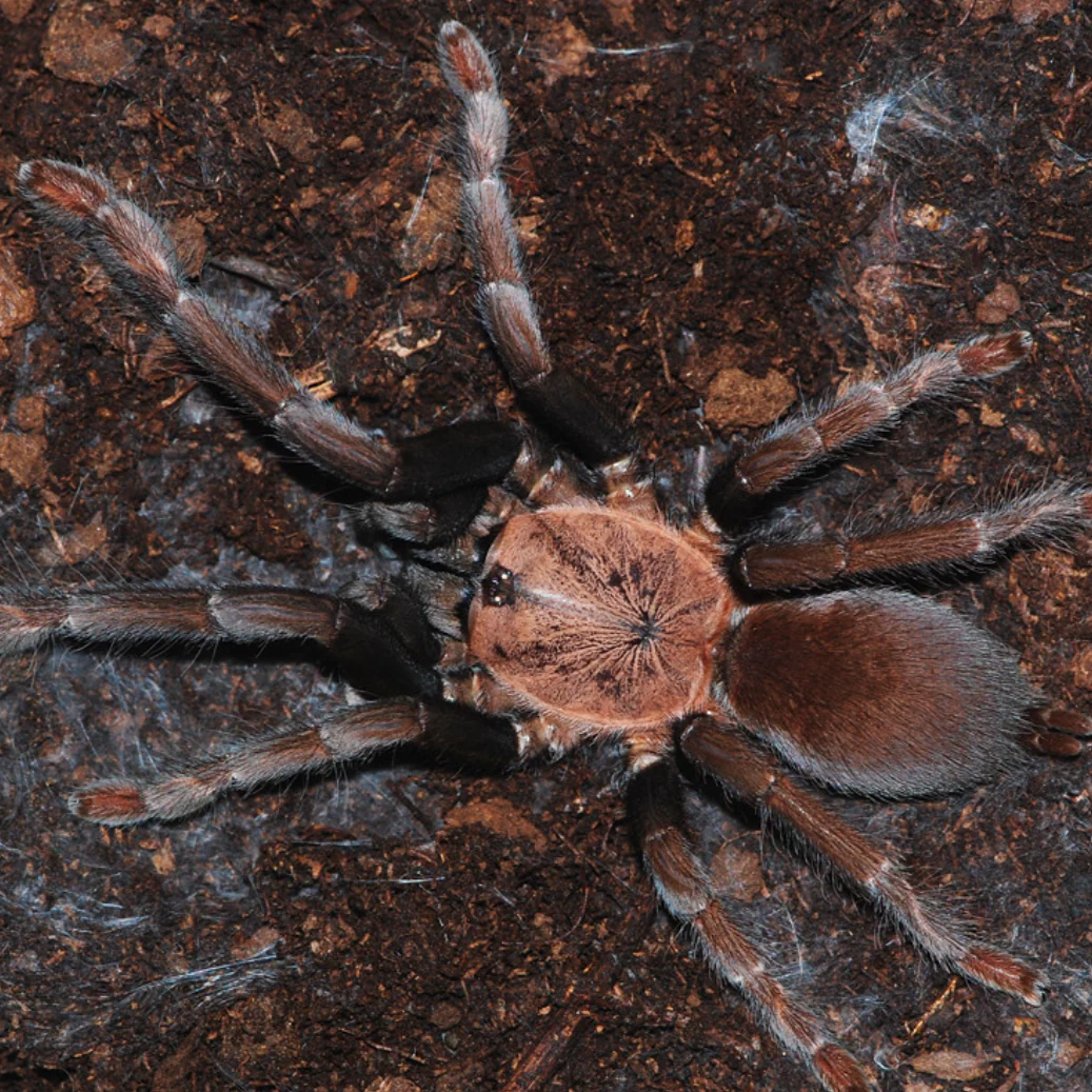 Orphnaecus sp 'Cebu' (Cebu Island Dwarf) 0.5"