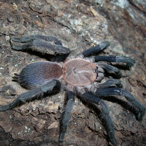 Orphnaecus sp 'Marinduque Purple'