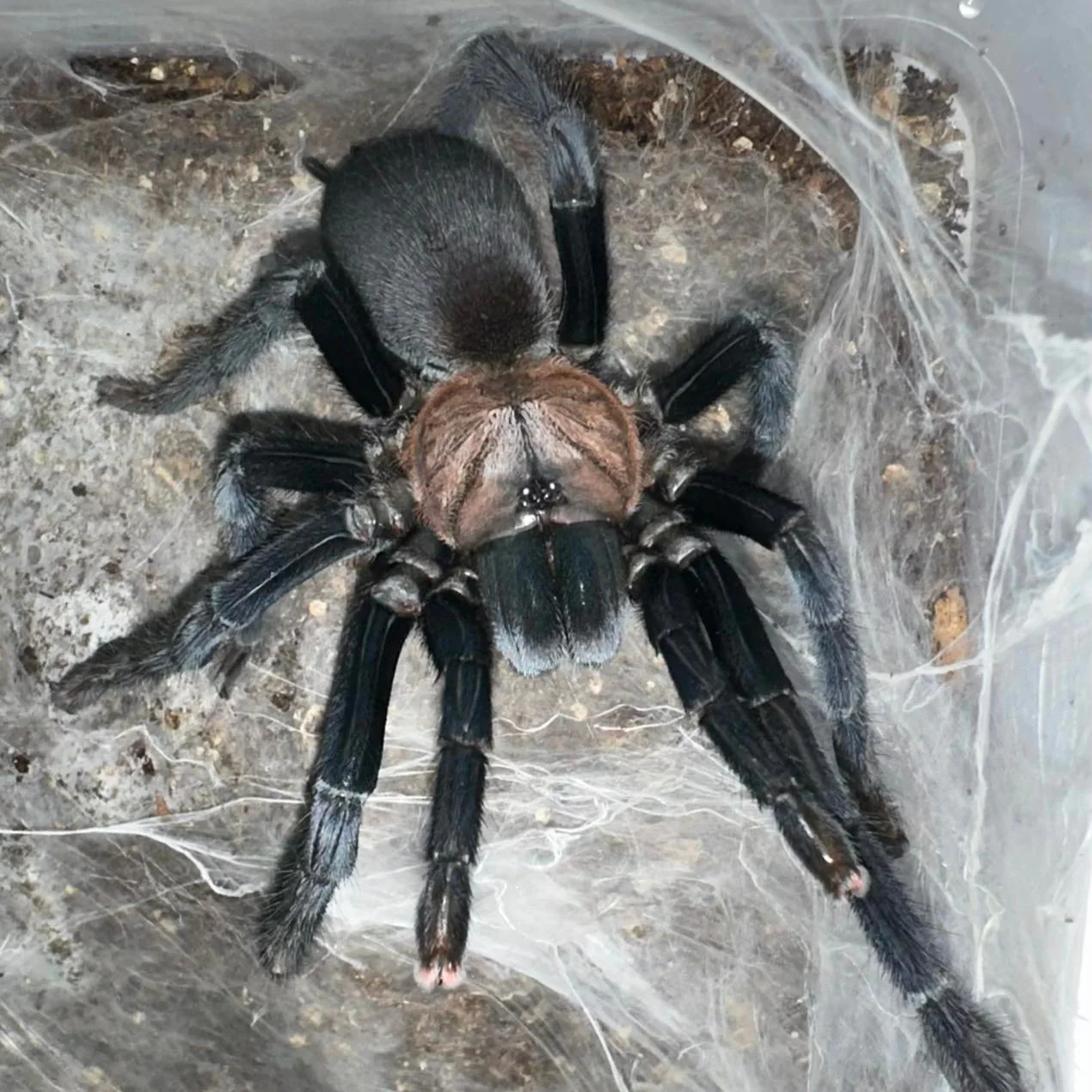 Orphnaecus sp 'Negros' (Negros Island Earth Tiger)
