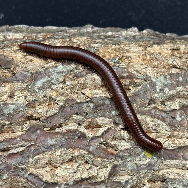 Orthroporus ornatus (Chocolate Giant Desert Millipede) 3-4"