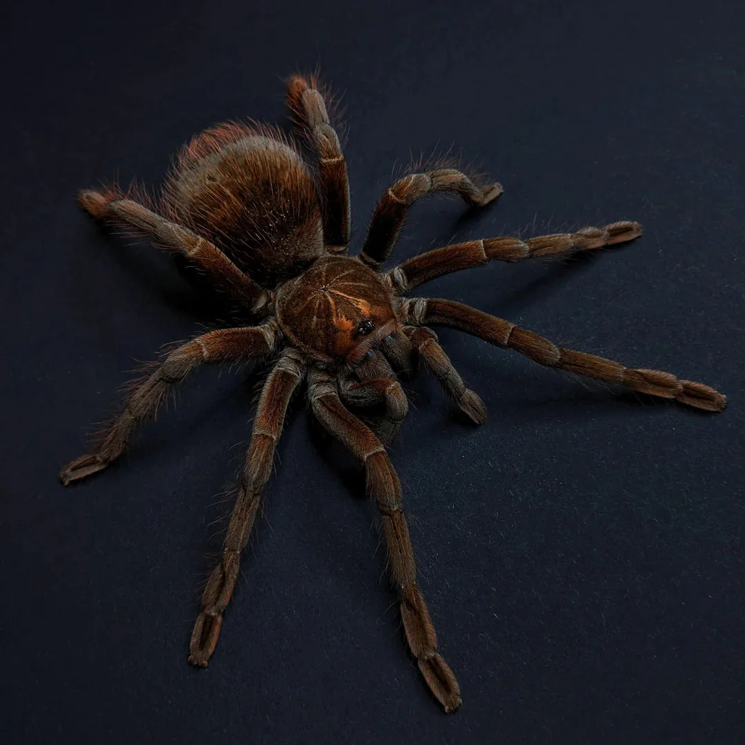 Pamphobeteus c.f. nigricolor 6" FEMALE