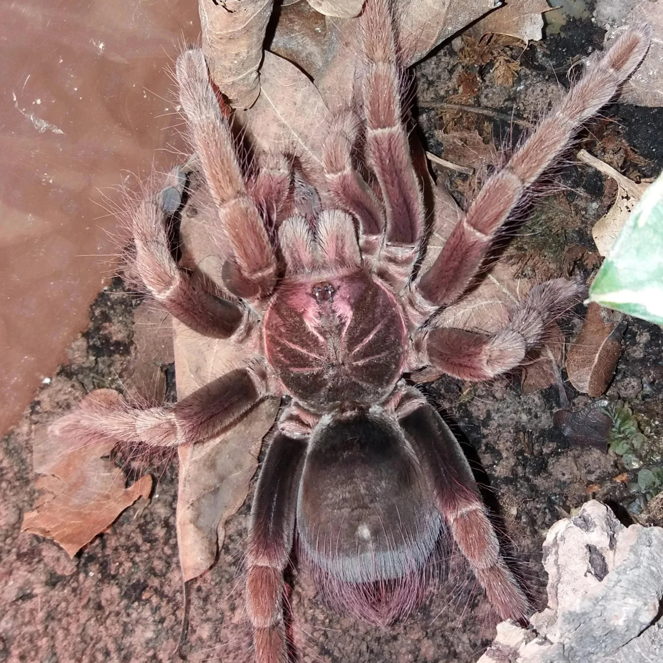 Pamphobeteus fortis (Colombian Giant Copperhead) 1-1.5"