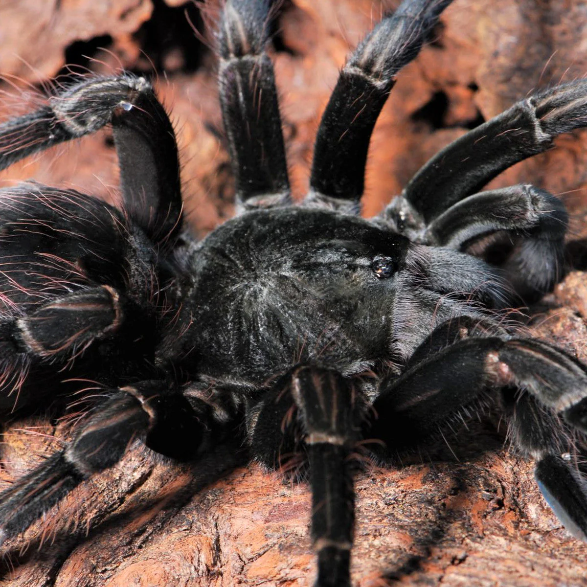 Pamphobeteus sp 'Costa' (Costa Purple Birdeater) 3.5" FEMALE