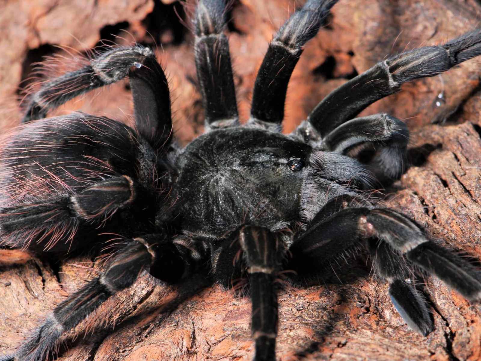 Pamphobeteus sp 'Costa' (Costa Purple Birdeater) 3.5" FEMALE - Image 2