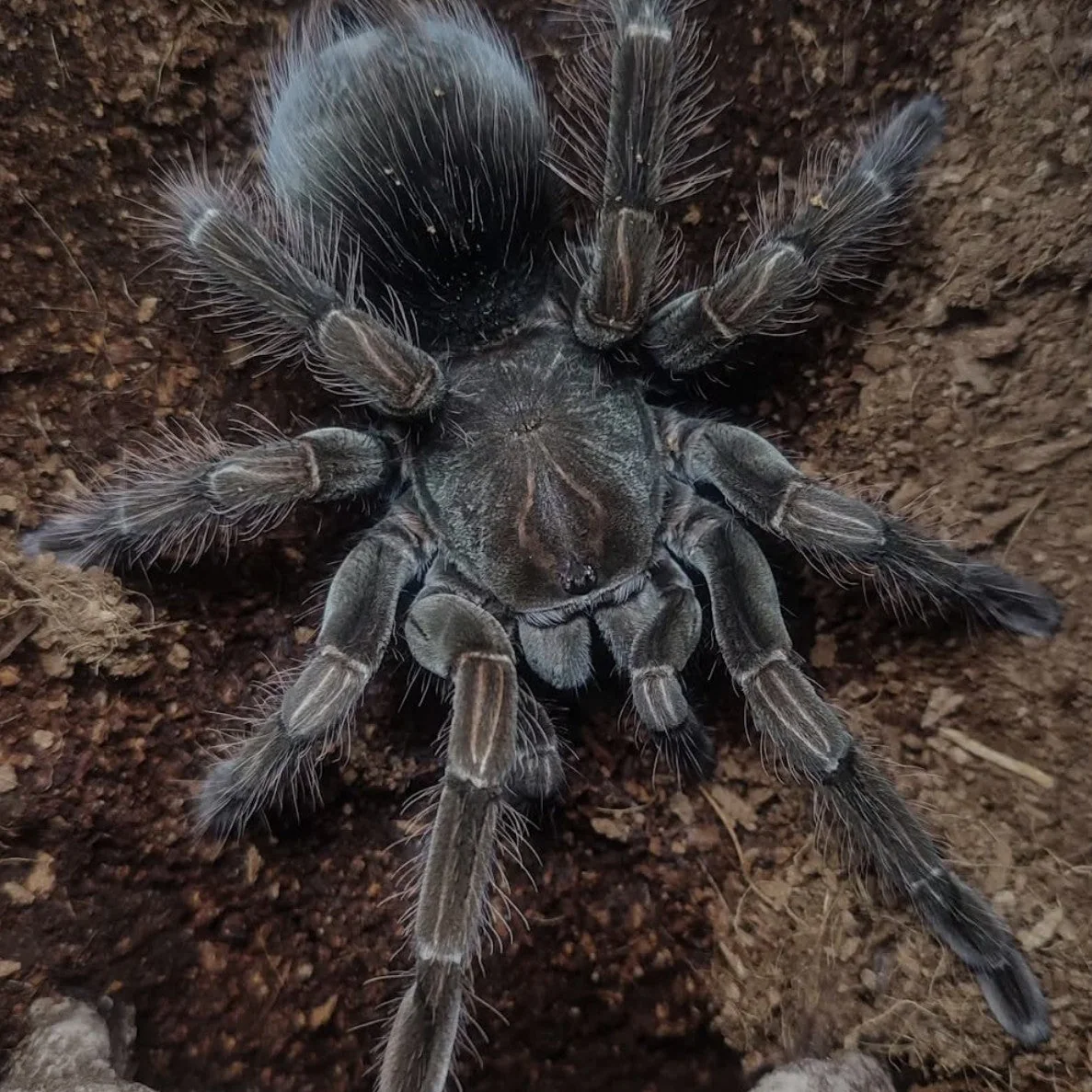 Pamphobeteus sp 'Flammifera' (Flame-Bearing Bird Eater)