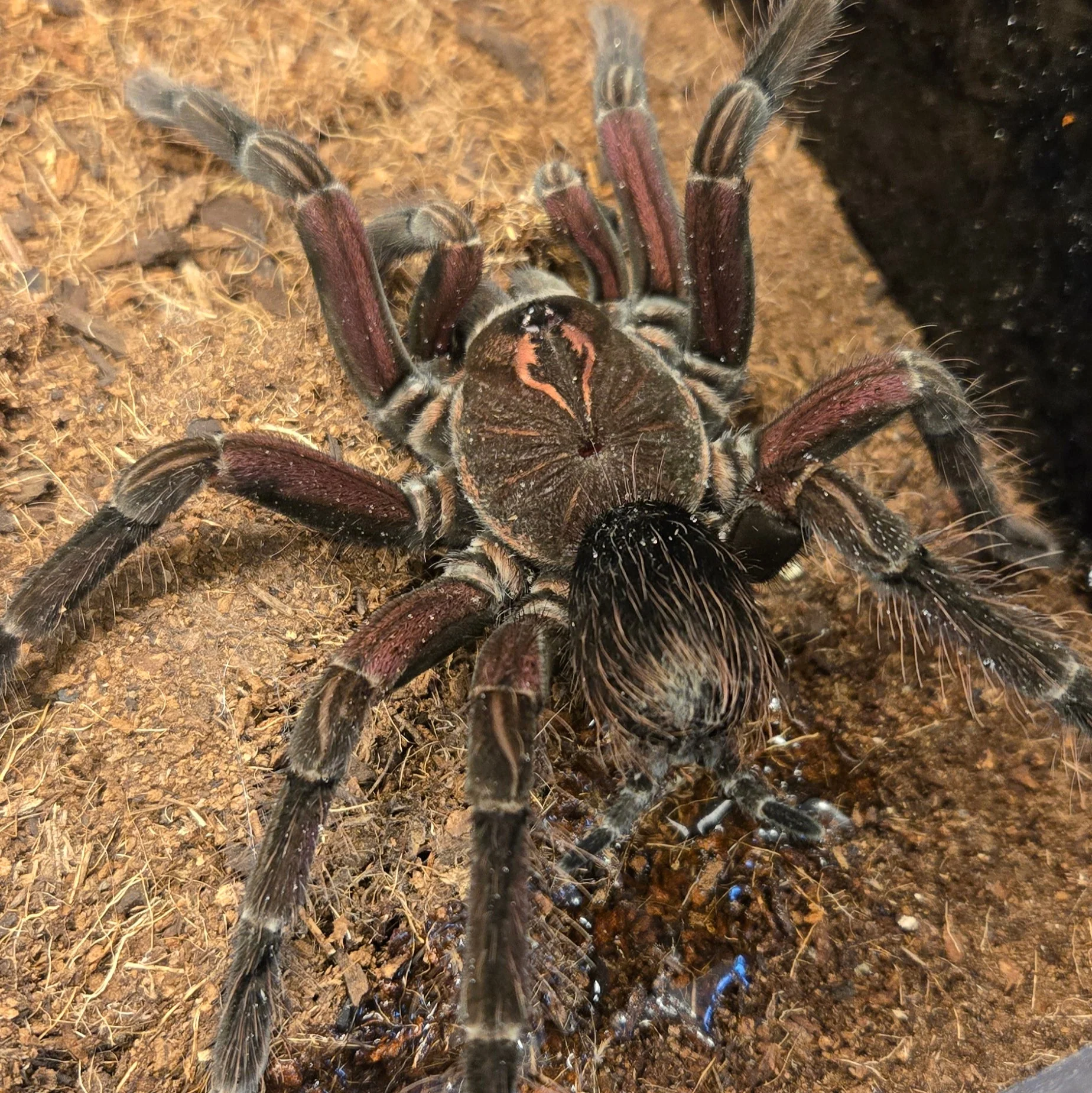Pamphobeteus sp 'Manabi' (Manabi Birdeater) 6" FEMALE