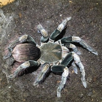 Pamphobeteus sp 'Manganegra' 1"