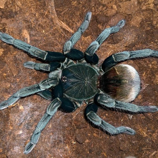 Pamphobeteus sp 'Santo Domingo Goliath' (Santo Domingo Goliath Birdeater)
