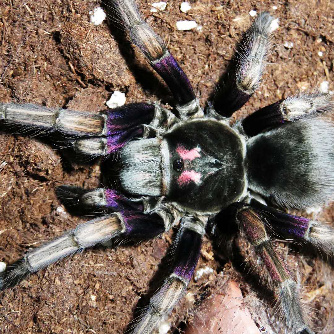 Pamphobeteus ultramarinus (Ecuador Birdeater) 2" FEMALE