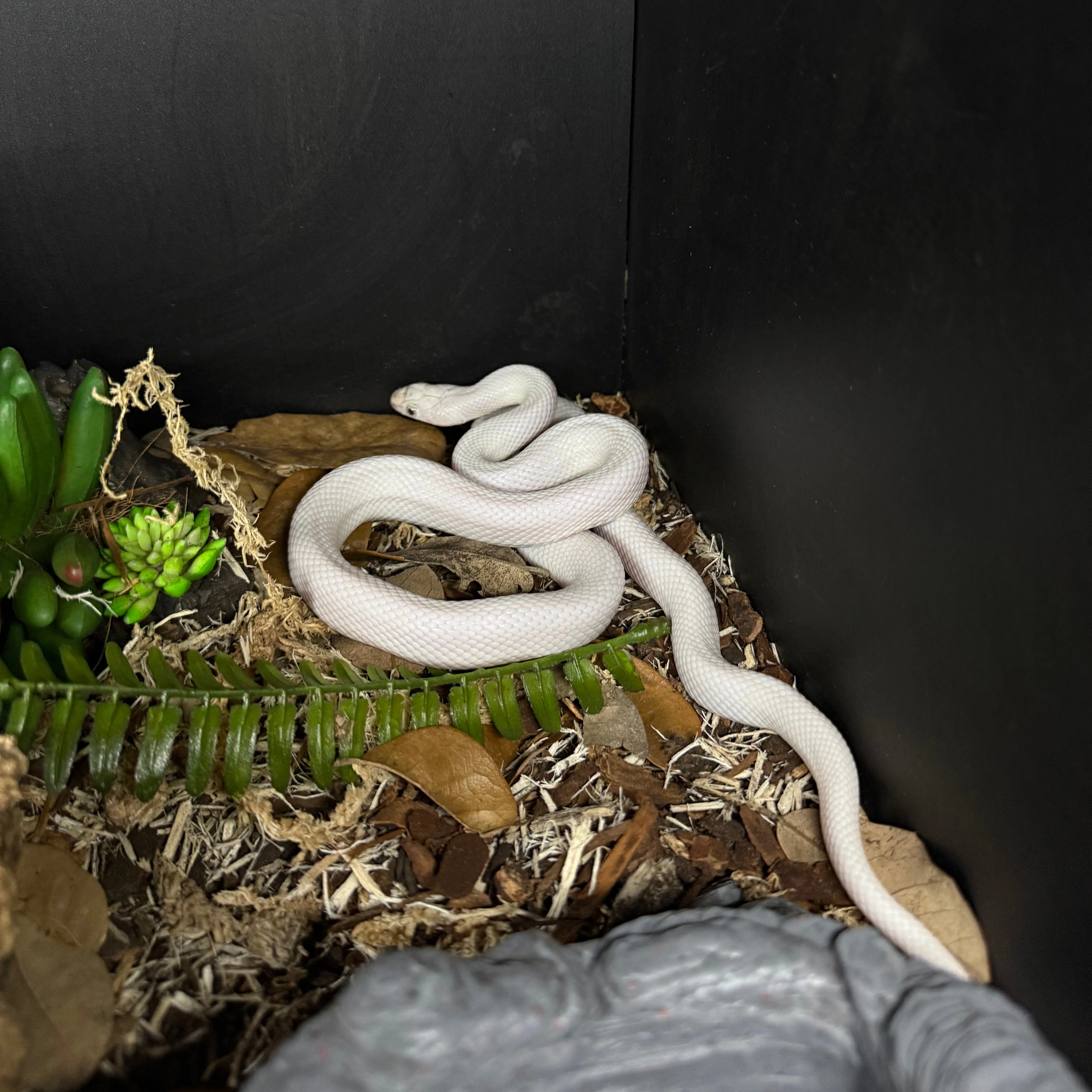 Pantherophis obsoletus lindheimeri (Texas Rat Snake) Leucistic UNSEXED