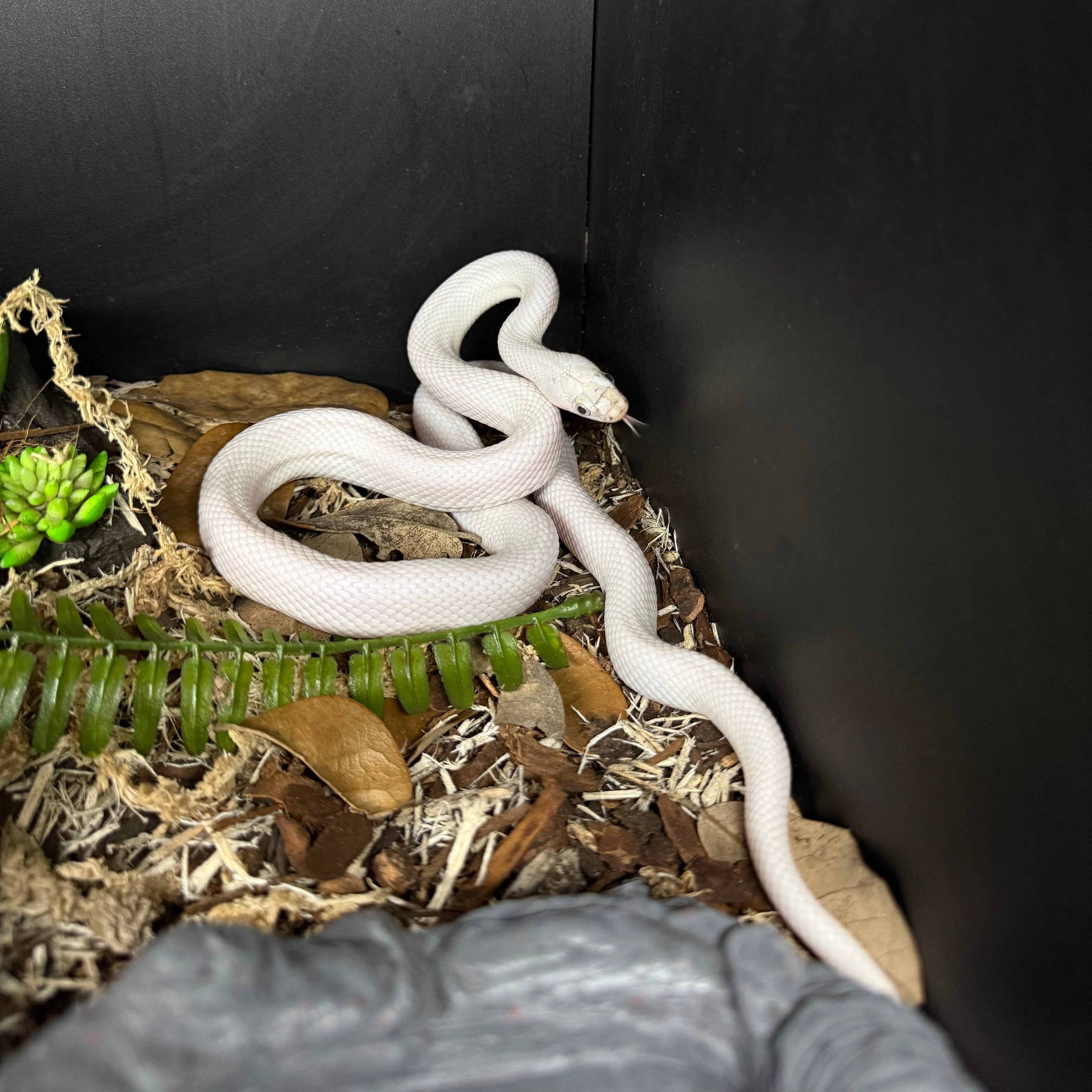 Pantherophis obsoletus lindheimeri (Texas Rat Snake) Leucistic UNSEXED - Image 2