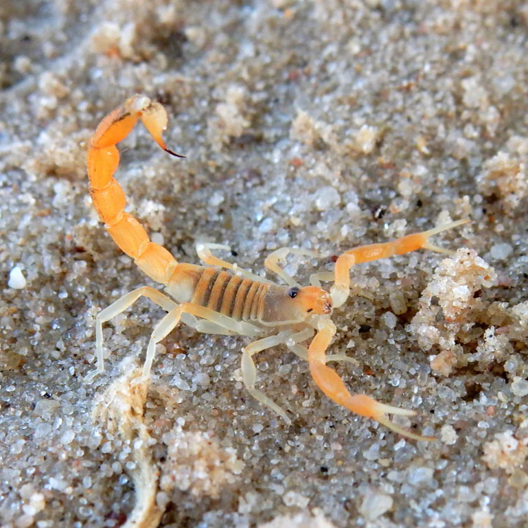 Parabuthus mossambicensis (Mozambique Orange Fat Tail)