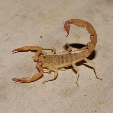 Paravaejovis confusus (Yellow Devil Scorpion) 1"