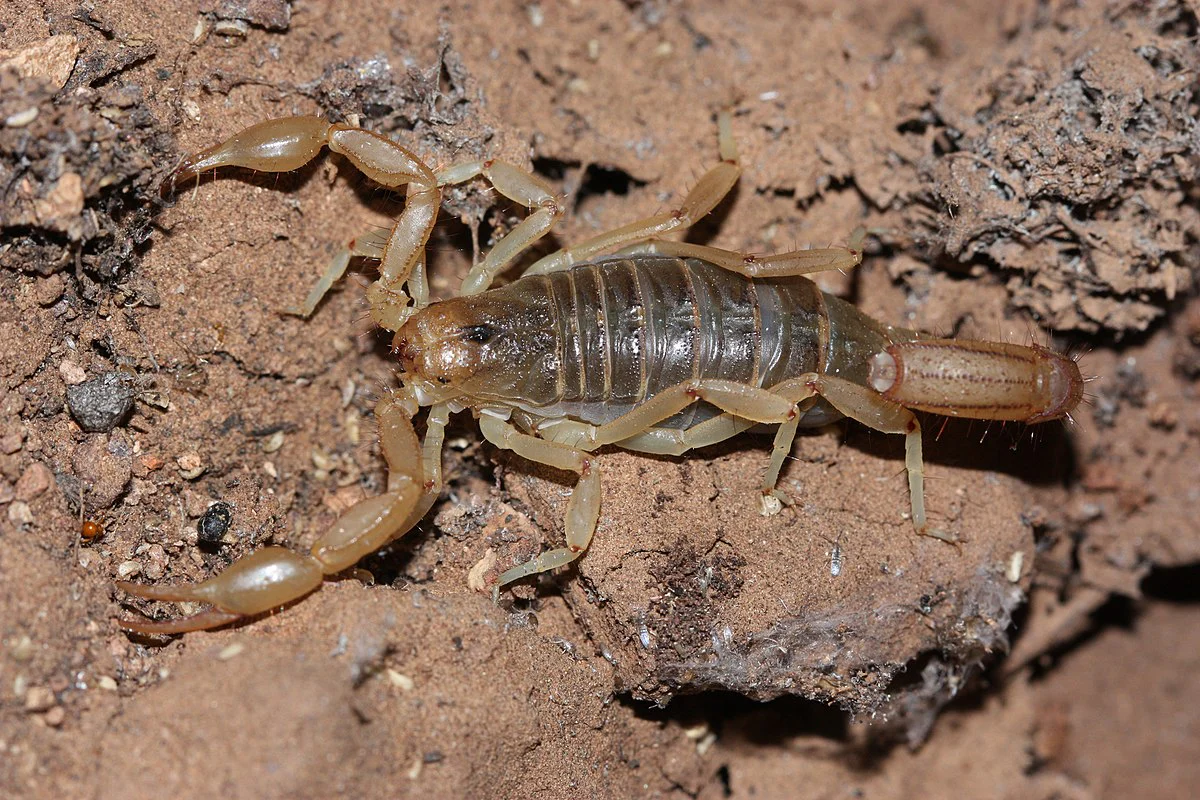 Paravaejovis spinigerus (Striped Devil Scorpion) - Image 2