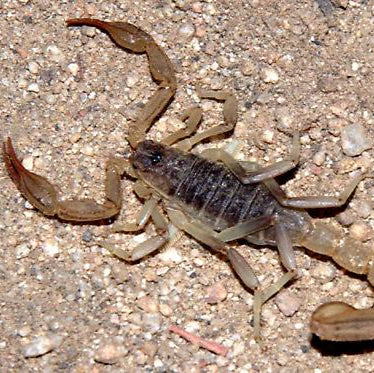 Paruroctonus silvestrii (Cali Common Scorp)