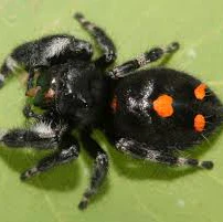 Phiddipus audax (Bold Jumper) Mixed