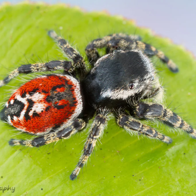Phidippus tyrelli (Tyrells Tufted Jumper) JUVENILE / SUB-ADULT