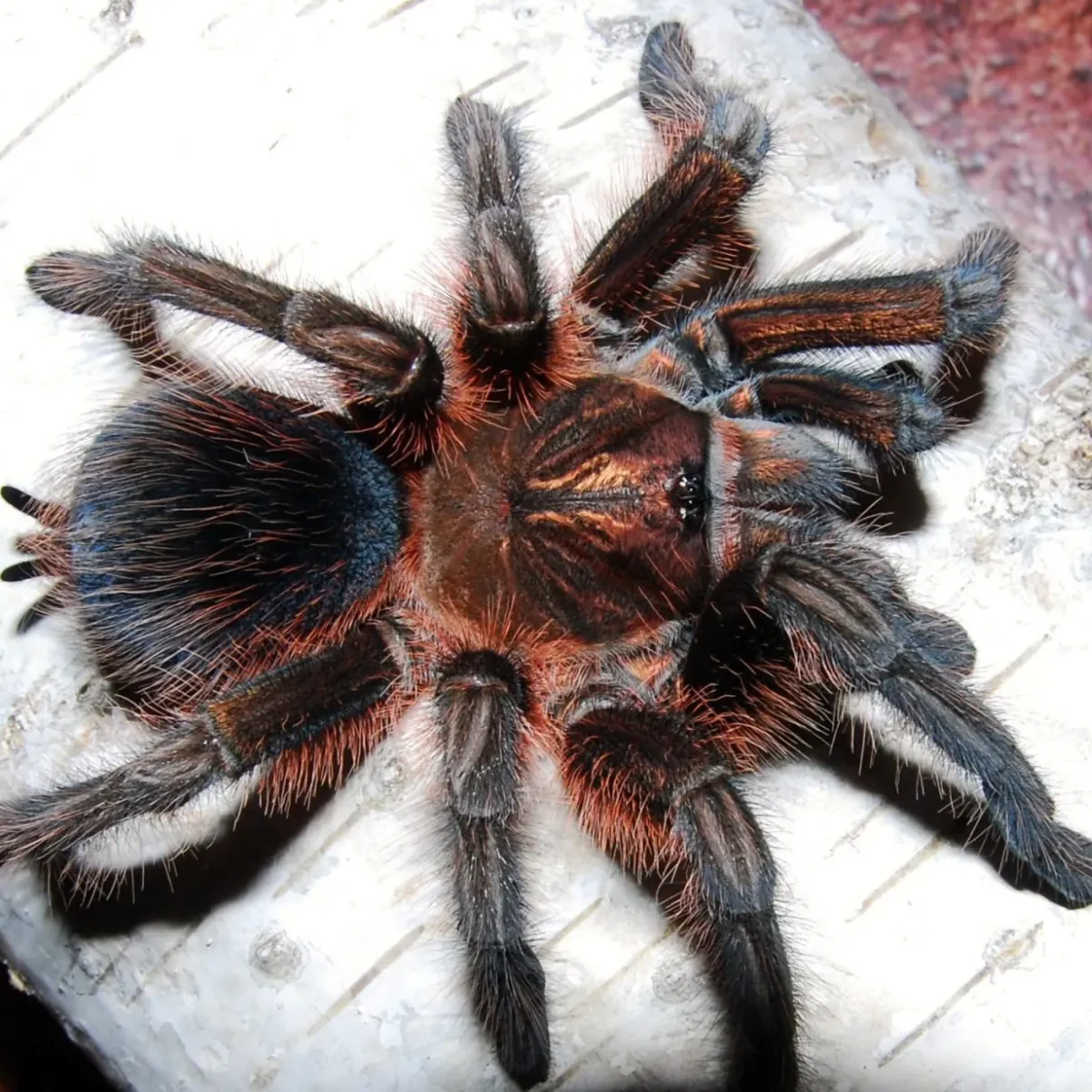 Phormictopus atrichomatus (Red Island Birdeater)