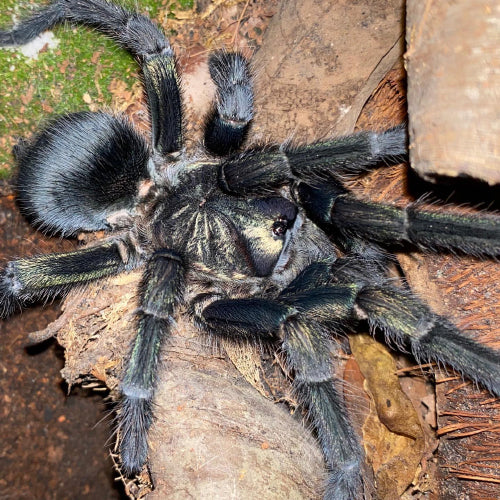 Phormictopus sp 'Full Green'