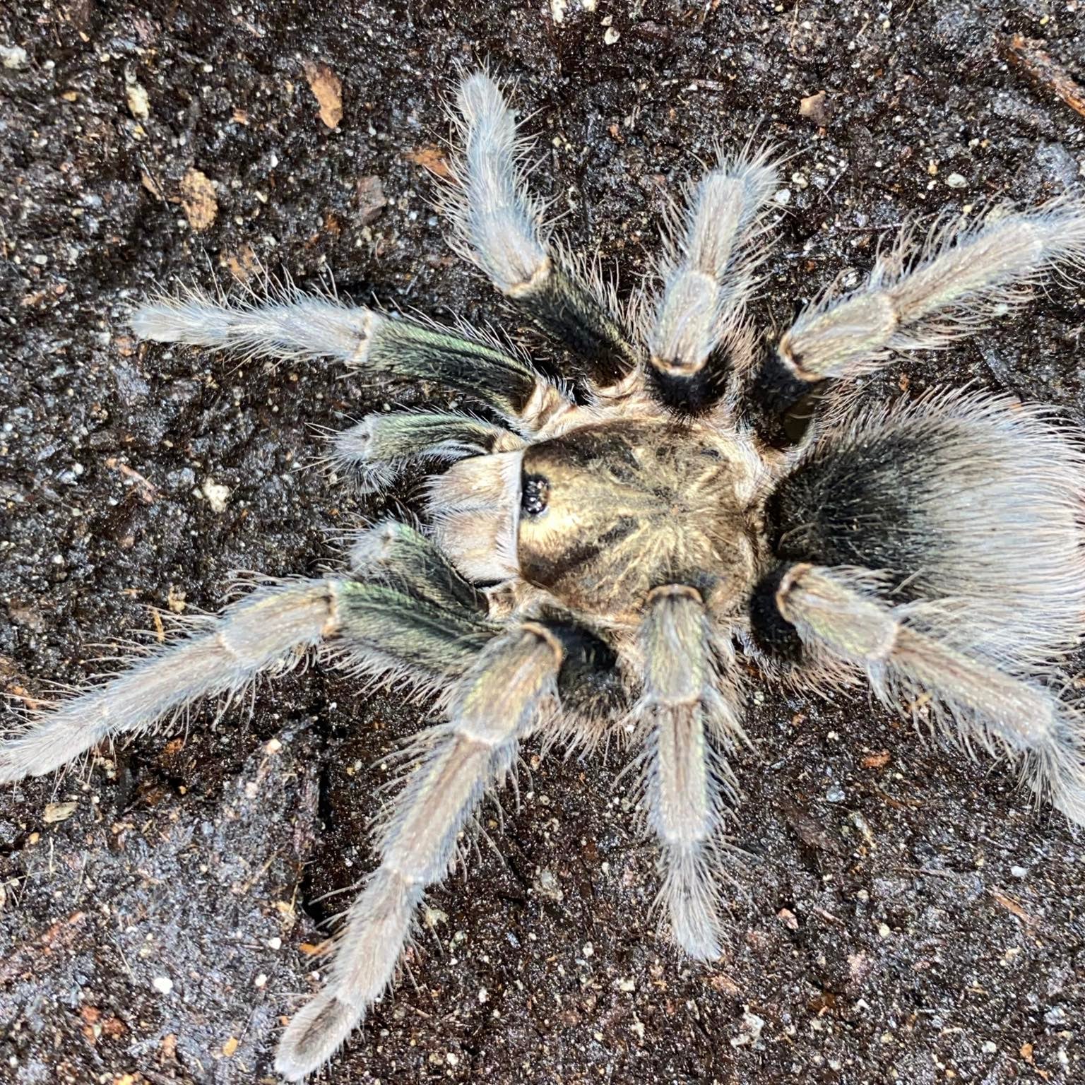 Phormictopus sp 'Green Gold Carapace' (Hispaniola Giant Green & Gold)
