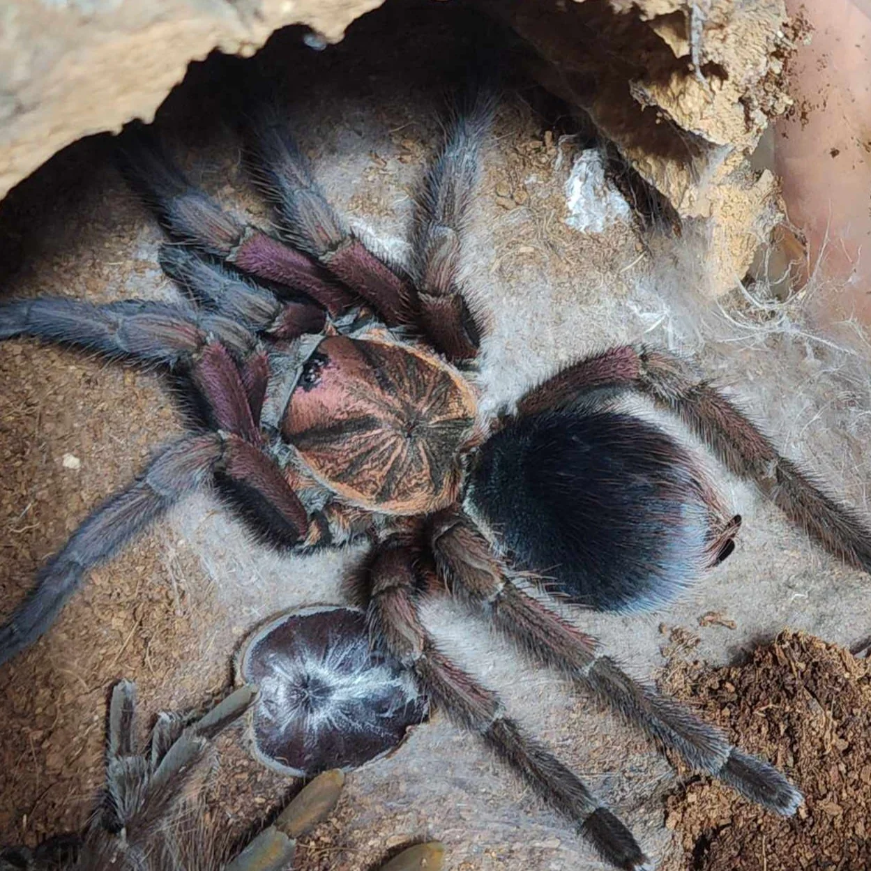 Phormictopus sp 'Oriente' (Punta Cana) 2"