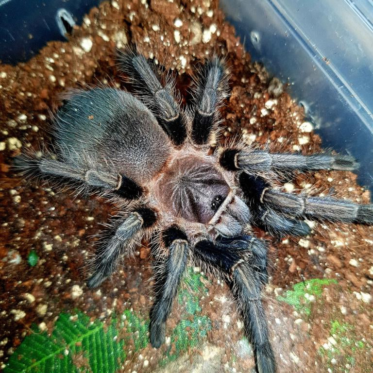 Phormictopus sp 'South Hispaniola' 4" MALE