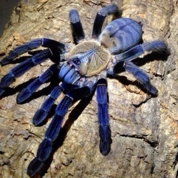 Phormingochilus hatihati (Borneo Purple Earth Tiger) $200+ Freebie
