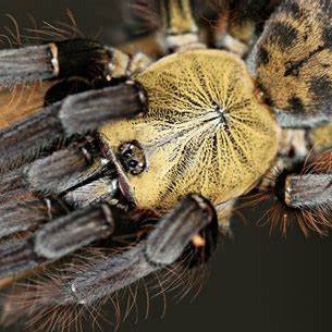 Phormingochilus sp 'Akcaya' (Indo Bat Eater)