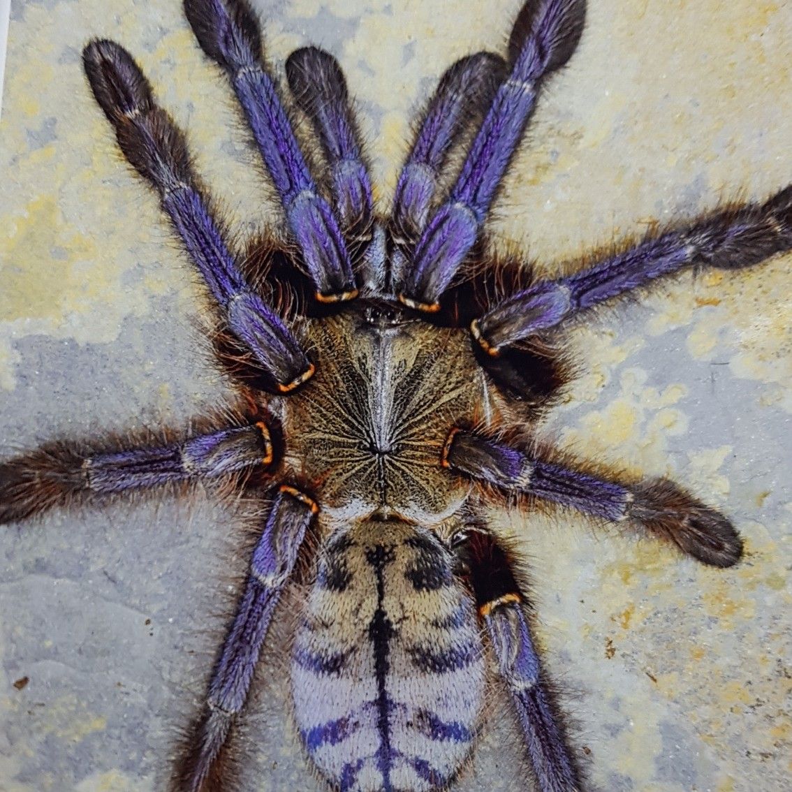 Phormingochilus sp 'Sabah Blue' (Sabah Blue Earth Tiger)