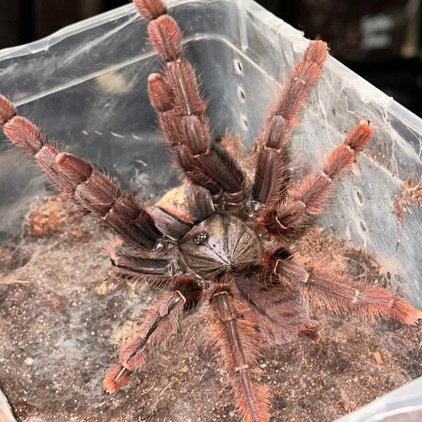 Phormingochilus sp 'Sabah Red' (Sabah Red Bat Eater) 0.75"