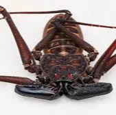 Phrynus whitei (Central American Whip Spider) 1-1.5"
