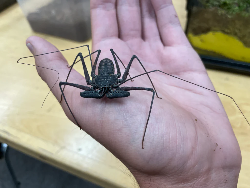 Phrynus whitei (Central American Whip Spider) 1-1.5" - Image 2