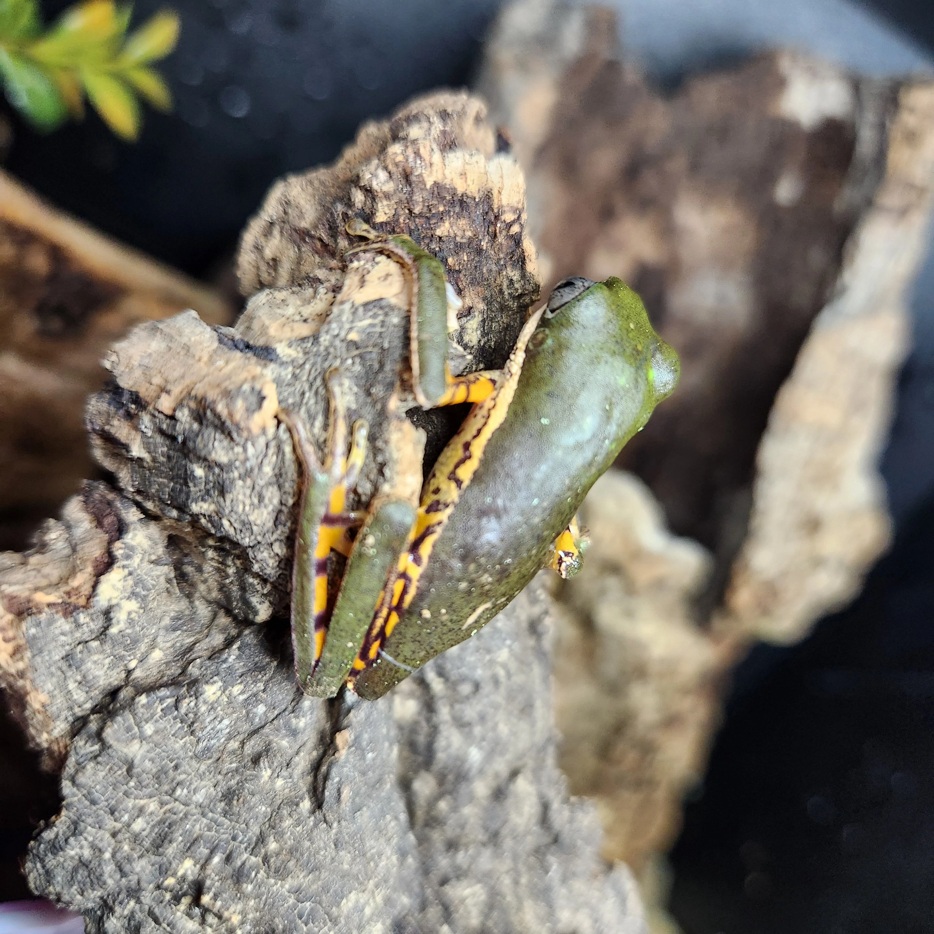 Pithecopus hypochondrialis (Tiger Leg Monkey Tree Frog) 2-3" - Image 2