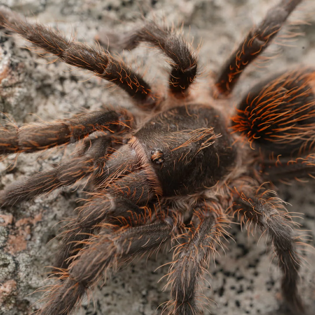 Plesiopelma longisternale (Argentine Dwarf Flame Rump) 0.25"