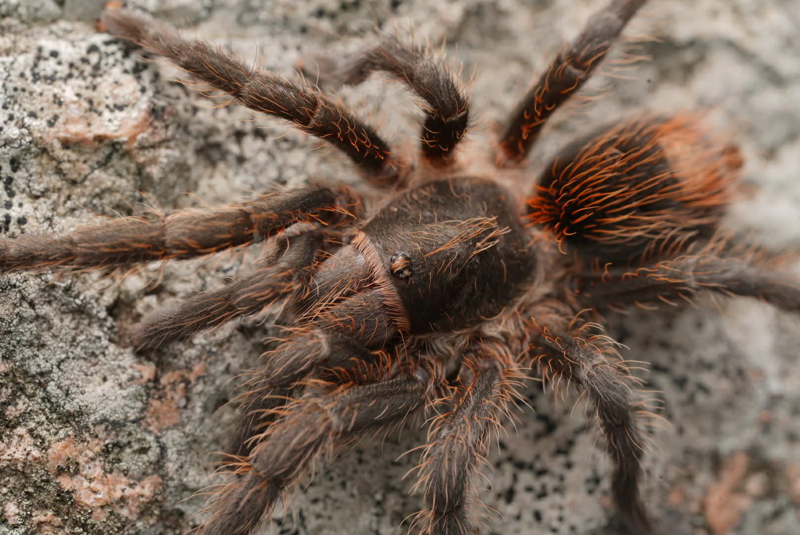 Plesiopelma longisternale (Argentine Dwarf Flame Rump) 0.25" - Image 2