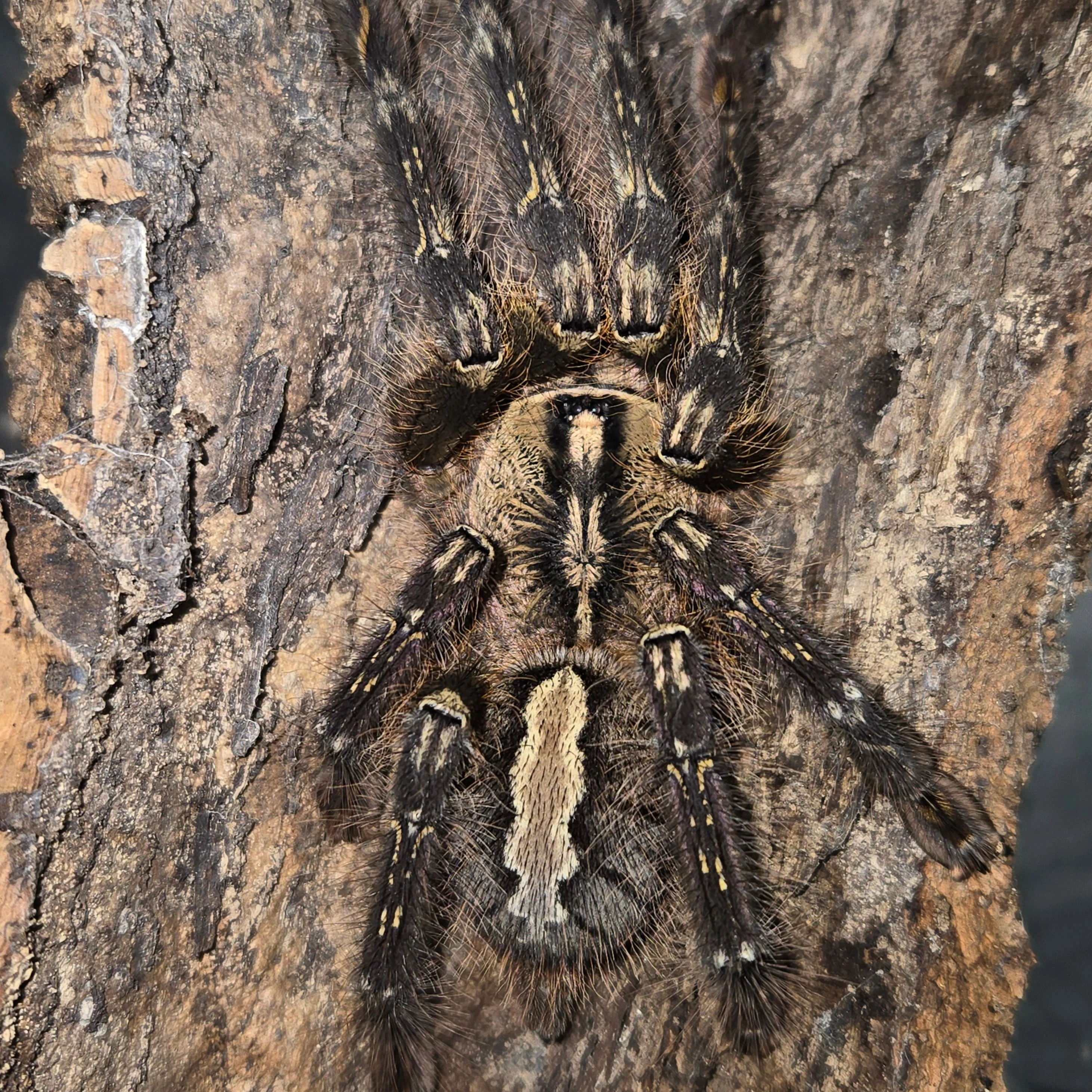 Poecilotheria ornata (Fringed Ornamental)