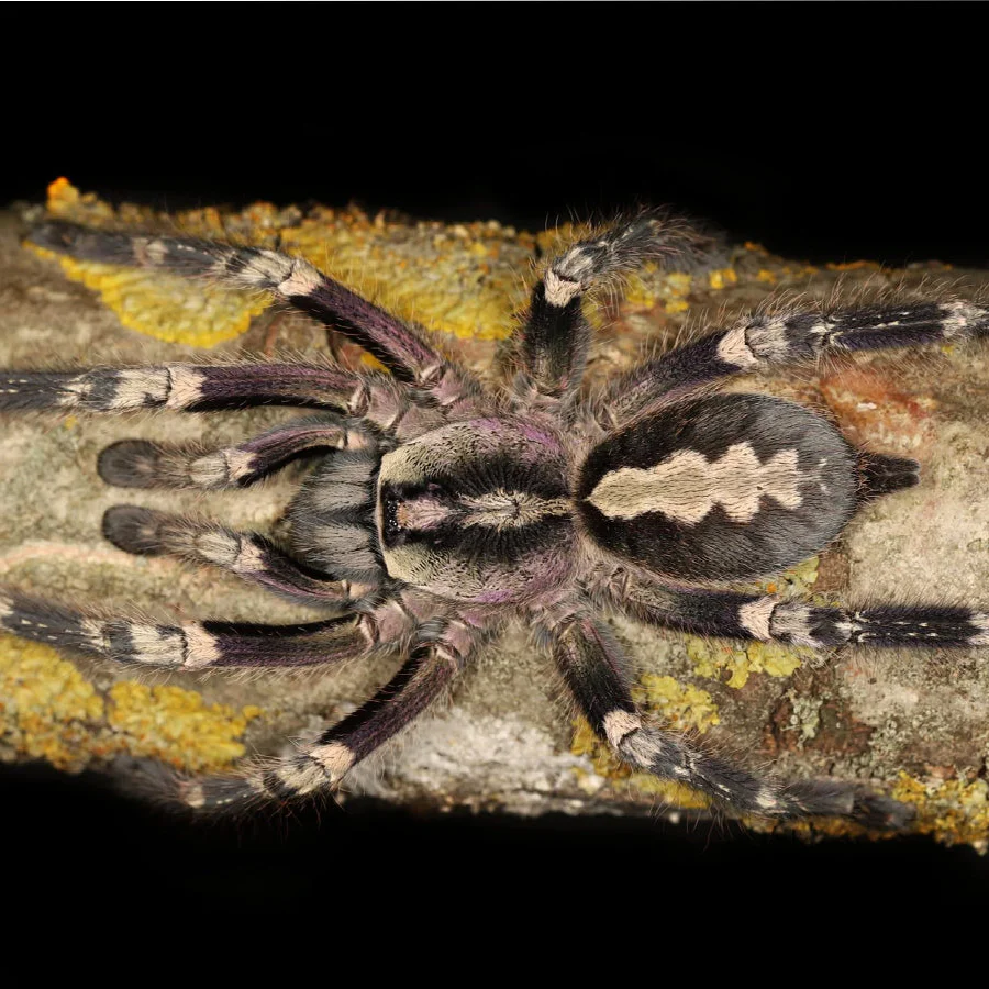Poecilotheria smithi (Yellow-Backed Ornamental) 1"