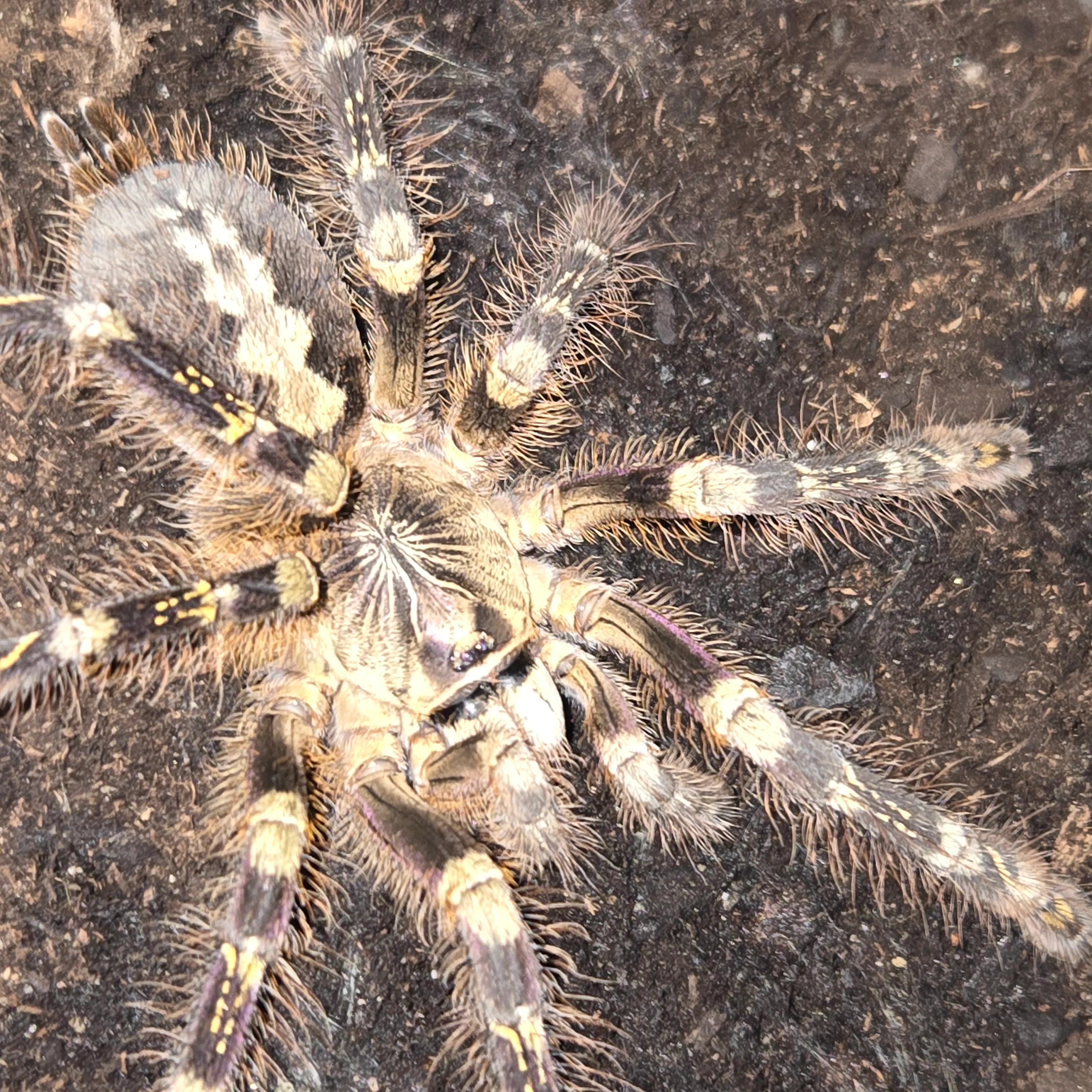 Poecilotheria subfusca 'Highland' (Ivory Ornamental) 1.5"